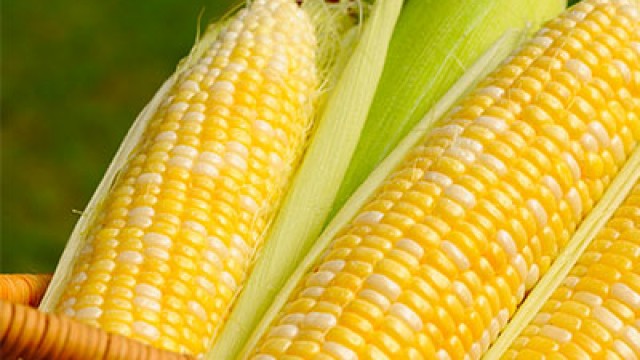 Maize corn grain cereals suppliers